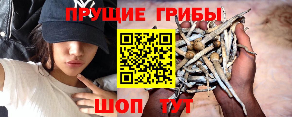 Галлюциногенные грибы Psilocybine cubensis Гай